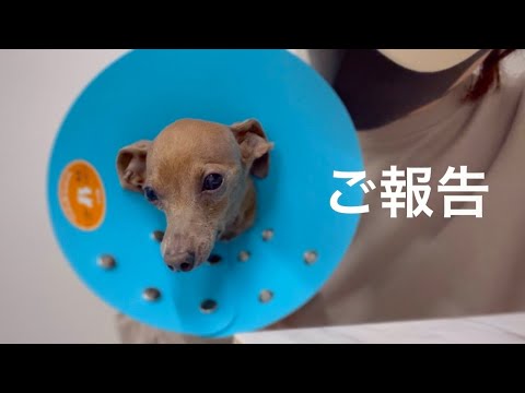 【ご報告】レイス君が緊急手術する事になりました…【ミニピン/元保護犬】