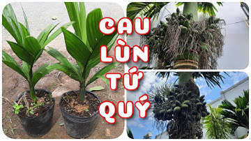 Cây Cau lùn tứ quý trái dài | 0386569374 - Ngọc Ngân Bến Tre | Chuyên cây độc lạ