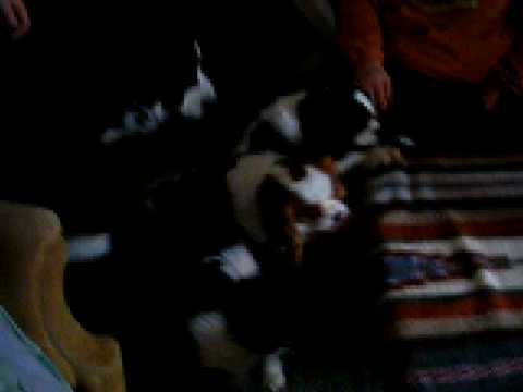 cavalier king charles spaniel bernese mountain dog - YouTube