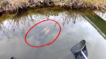 ガサガサ魚
