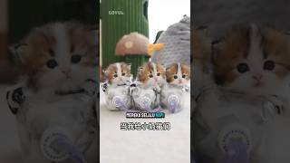 Tria And Her Two Twins Are In Spoiled Mode When They Ask To Play  shorts kitten