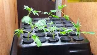 Clone Update, Foliar!
