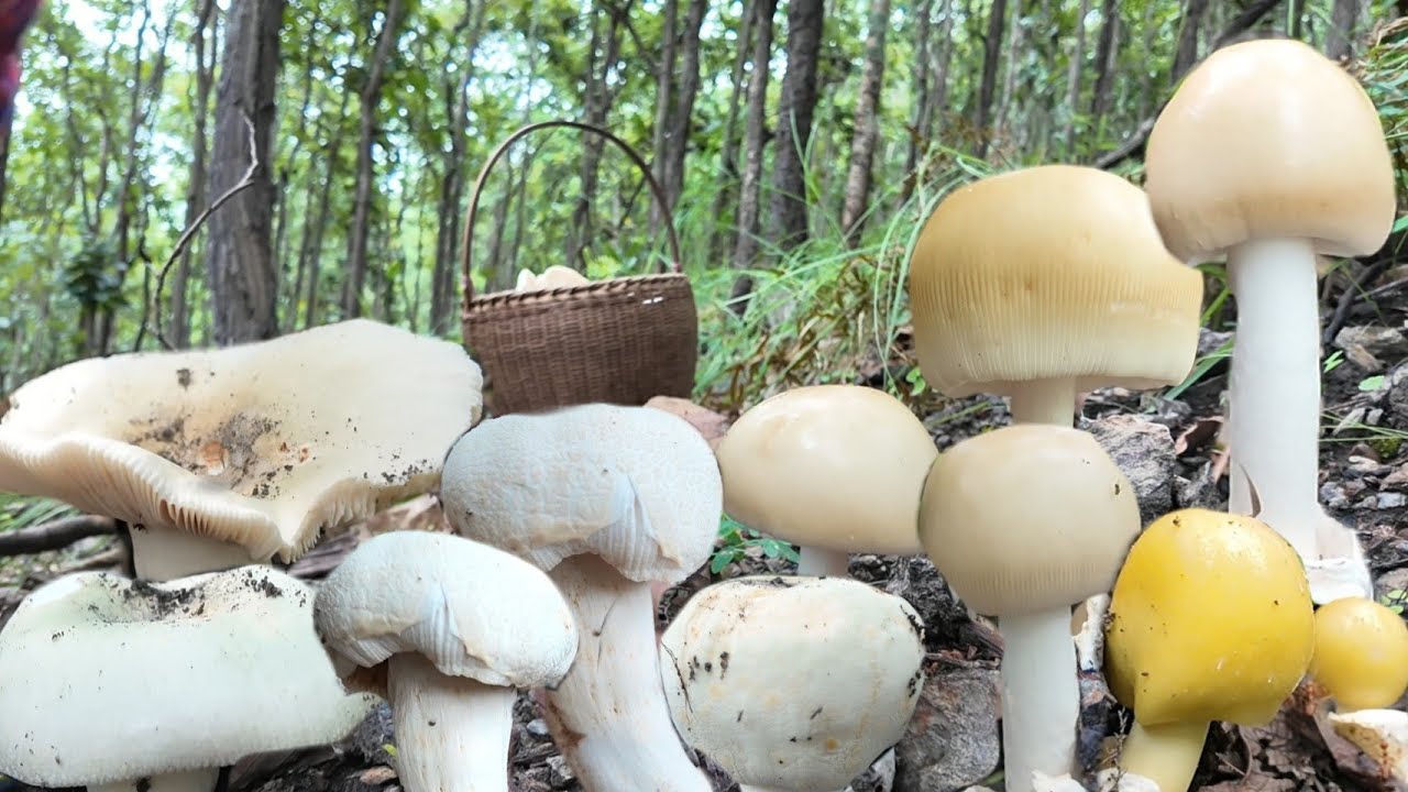 ป๊าดๆๆเห็ดระโงกเห็ดตะไคนึกว่าสิบ่หมานสุดท้ายเต็มต่าจ้า