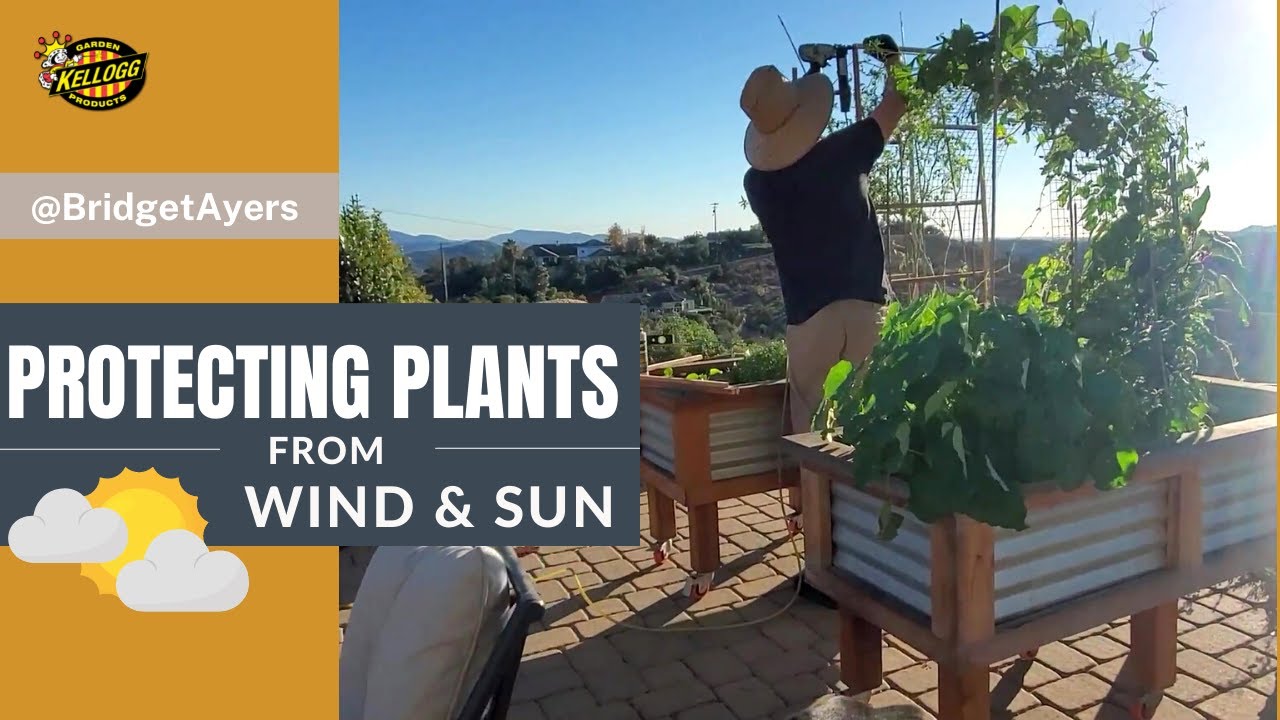 Wind Protection For Plants: 10 Tips To Keep Your Garden Safe, A Veg  Gardener's Diary