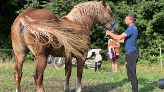 Чемпіон Каштан та його гарна компанія. Можлива продажа.