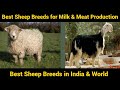 Best Sheep Breeds For Milk And Meat in the World | Best Sheep Breeds For Milk And Meat In India