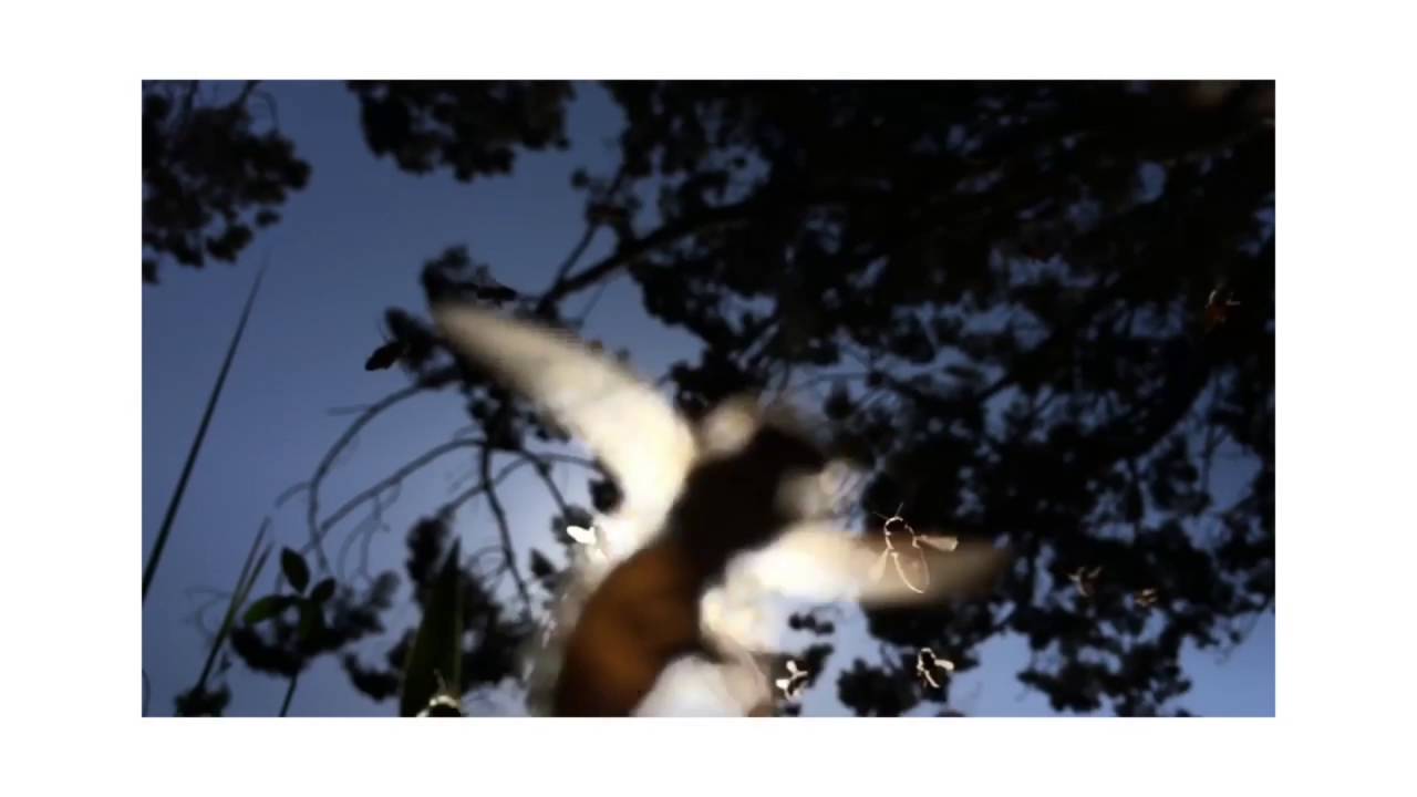 Shot on iPhone 6 Compilation