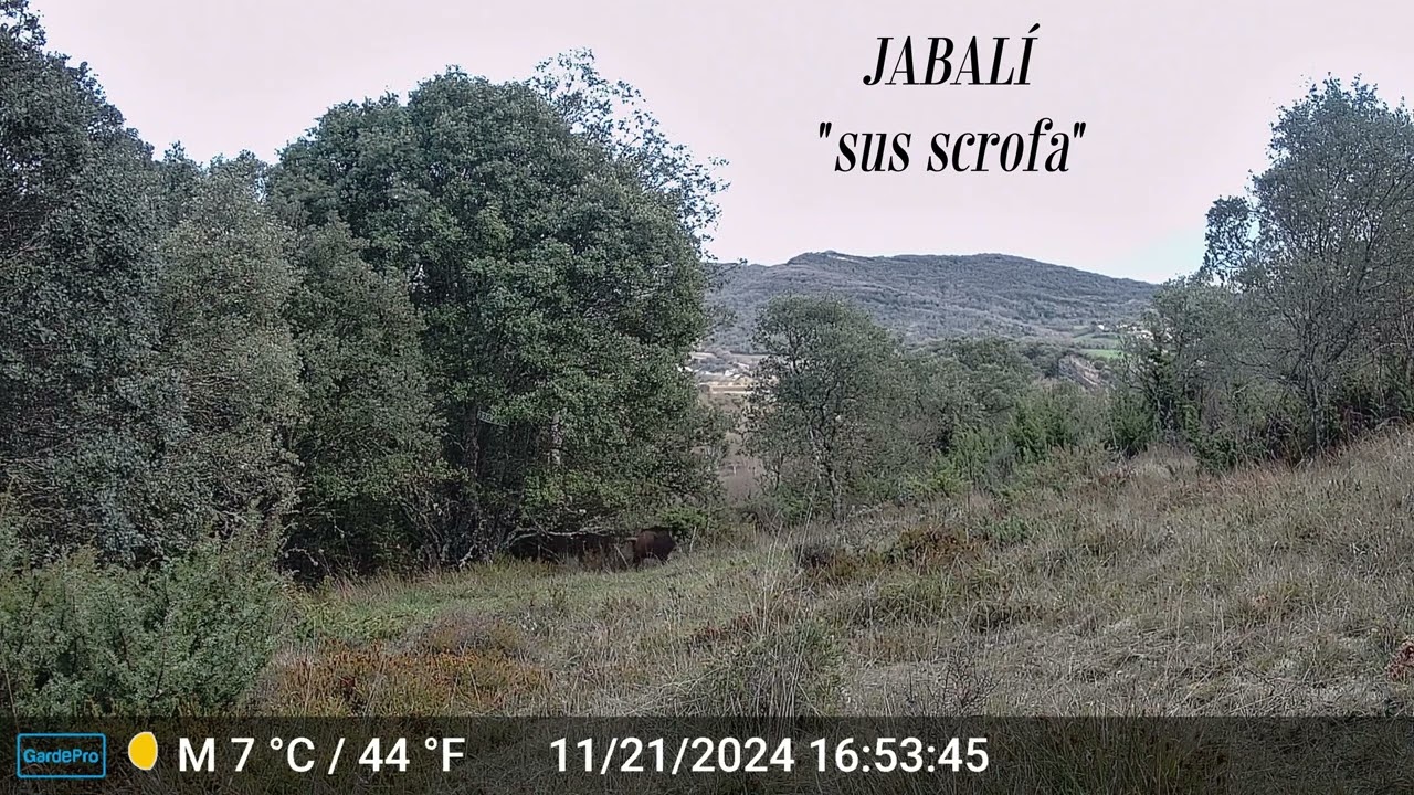 Fototrampeo Las Merindades, Burgos