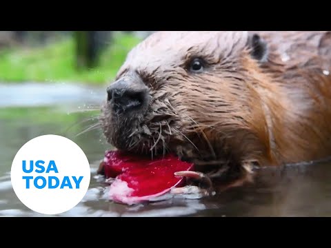 Adorable otter munches on heart-shaped treat for Valentine's Day | USA TODAY