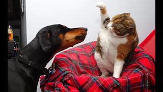 😺 ฉันขอเลี้ยงคุณได้ไหม? 🐕 วิดีโอตลกๆ เกี่ยวกับสุนัข แมว และลูกแมว!