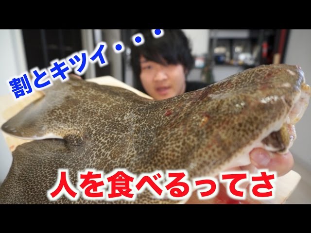 人喰いサメ カスザメさばいたらいろいろとヤバかった Youtube 人喰いサメ カスザメさばいたらいろいろとヤバかった Youtube