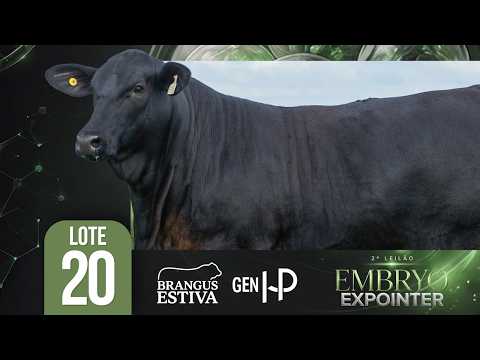 LOTE 20 - Estância da Estiva - ANAMÉLIA FIV R194 - 2º Leilão EMBRYO Expointer