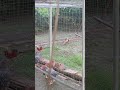 My colorful neighbors: The Golden Pheasants