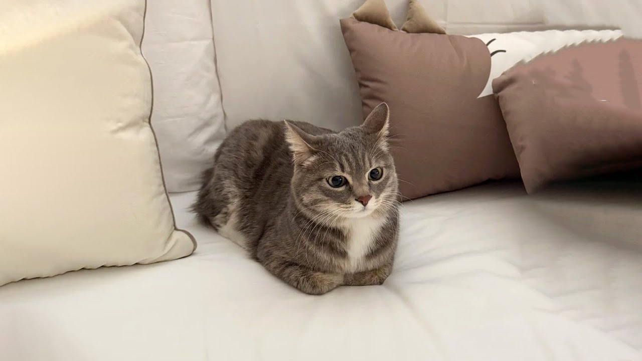 The Funniest Cat Videos 🐱 Try Not To Laugh Part 80