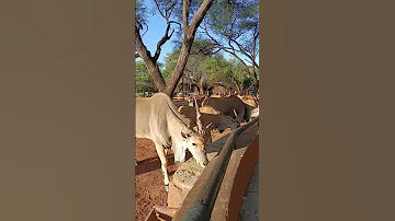 Самая крупная травоядная африканская антилопа. Антилопа Иланда. #namibia #намибия #авторскиетуры