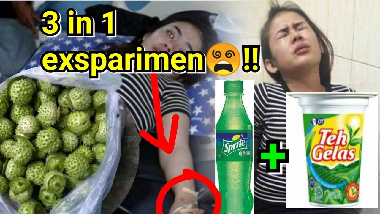 waow😲!! manfaat buah kecubung || efek minum kecubung || mabuk kecubung