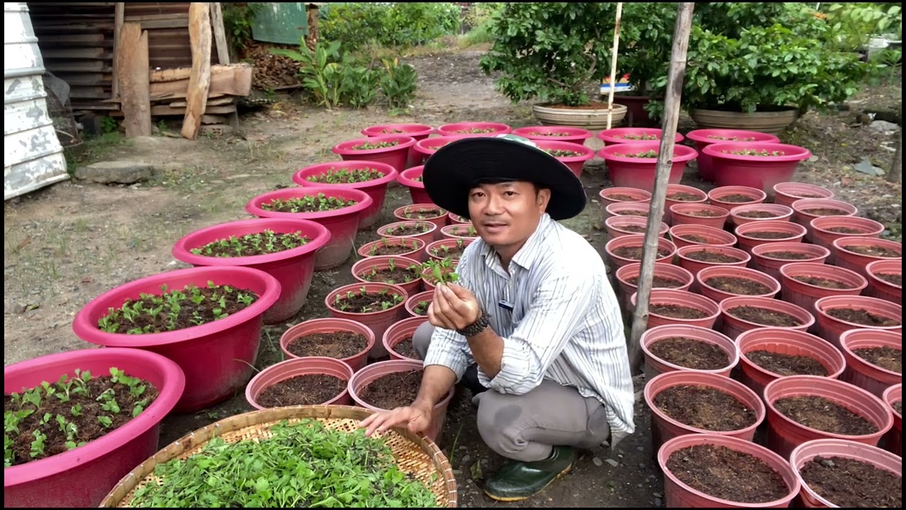 Trộn giá thể vô chậu cấy cây con kỹ thuật trồng Cúc Đại Đoá phần 1 - Clip 131