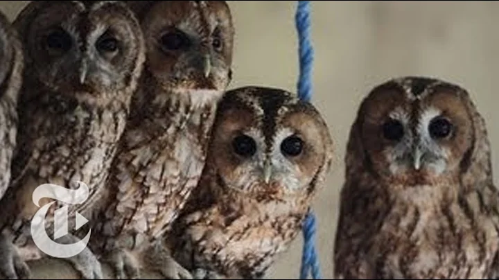 An Avian Tribe Apart: The Subtle and Surprising World of Owls - DayDayNews