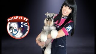 CURSO PELUQUERÍA CANINA    HIGIENE BÁSICA DEL PERRO CON SONIA LUENGO DE ARTERO CREATIVE TEAM