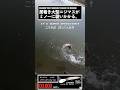 大型ニジマスがルアーに襲いかかる瞬間 #釣り #エリアミノーイング #エリアトラウト