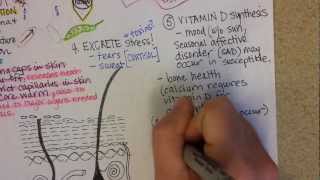 Integumentary System, part 2