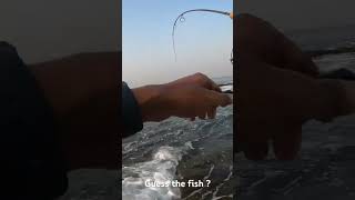 Ultralight Aji setup… Big fish lost #fishingvideo #fishing #hugefish #goa #fish #fishaholic