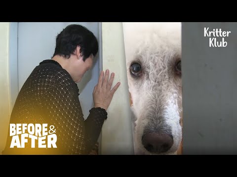 Video: Poodle Senior Homeless Menjadi Canine Resident Perfect di Kemudahan Hidup Senior