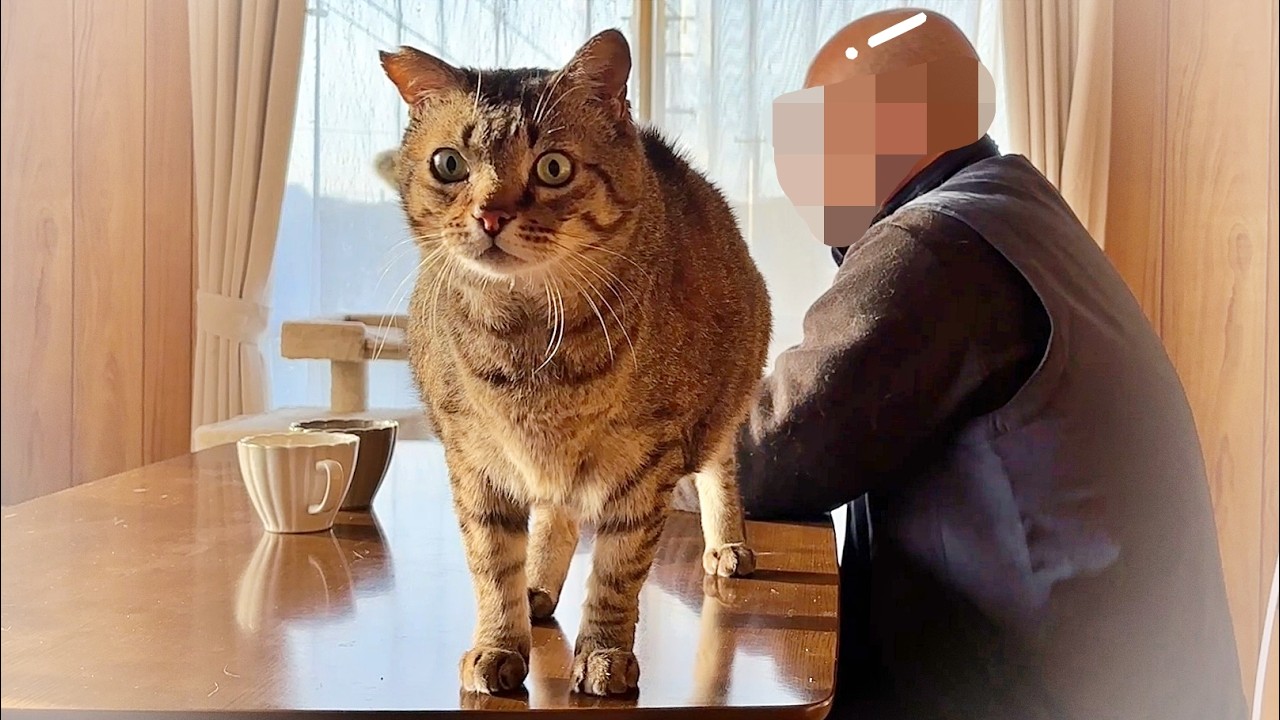 乗られて踏まれて抱っこして･･そんな猫との日常【元野良猫・保護猫】