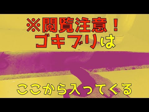 必ず役立つ！ゴキブリはどこから入ってくるのか？侵入経路と室内で見ないようにする対策