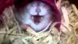 Celebrity Angry screaming hamster Profile