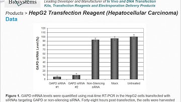 Altogen Biosystems HepG2 Transfection Reagent