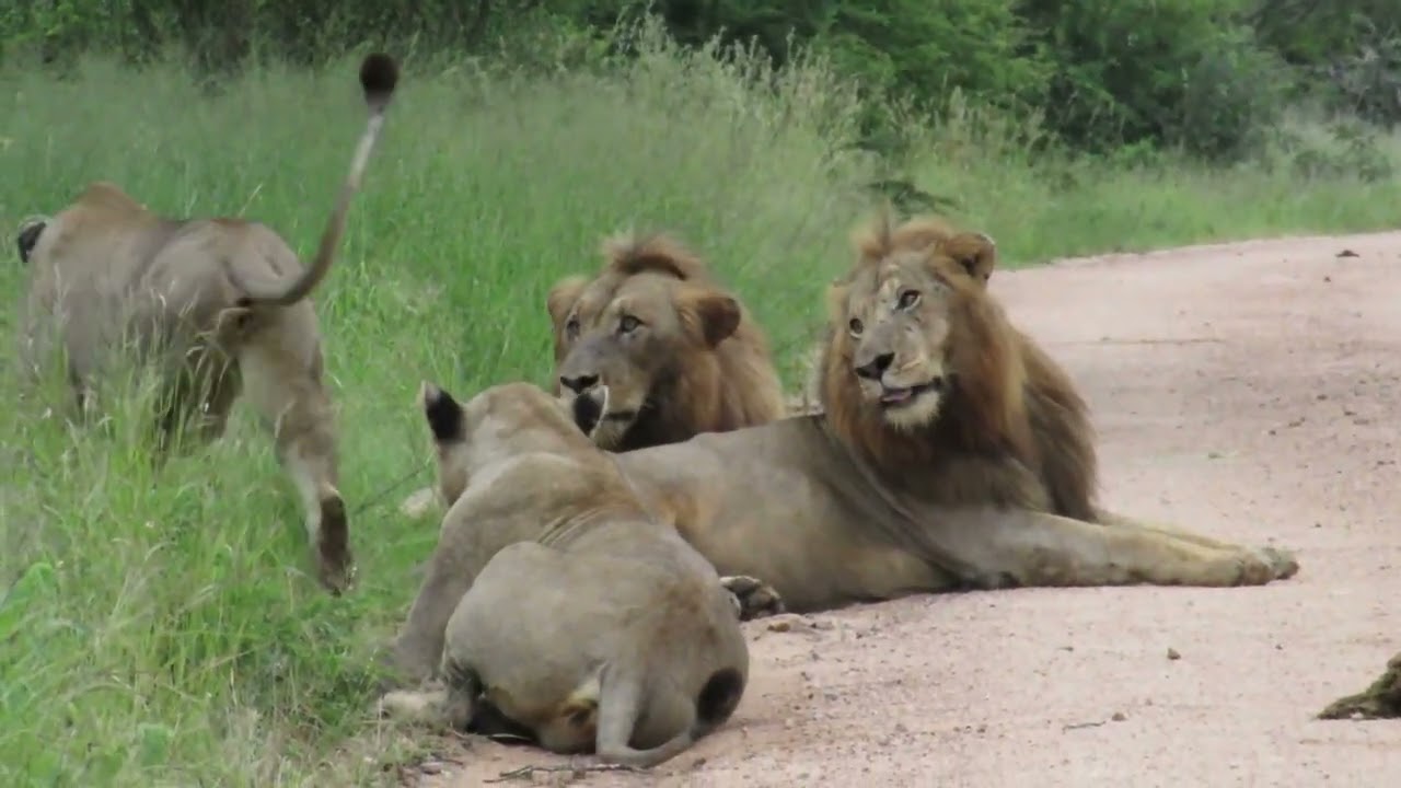 Vurhamie Brothers & the Pride