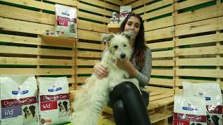 Hill's Digestive Care - Tiendanimal