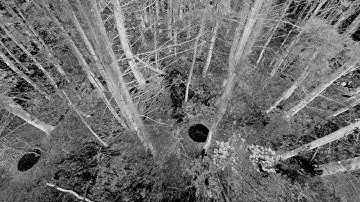 Harvard Forest Terrestrial Laser Scanning