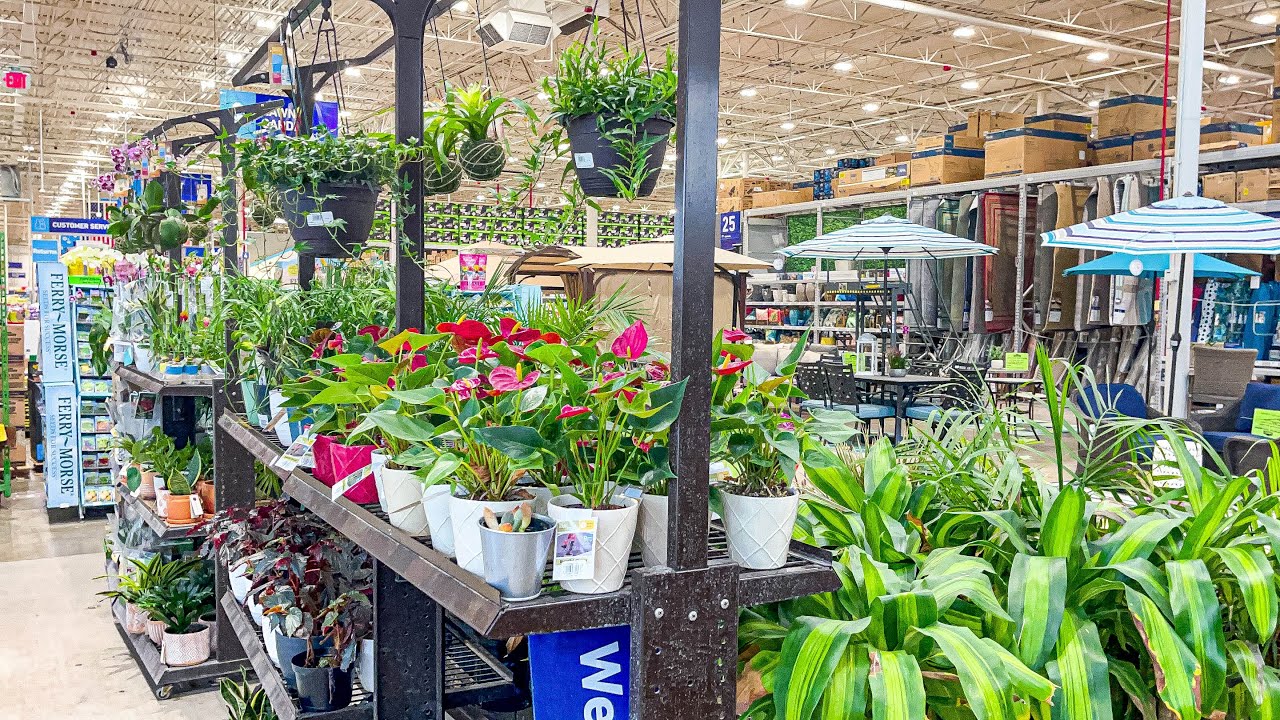 Plant Shopping at Lowe’s Trending Tropicals Collection by Costa Farms