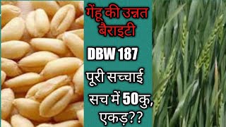 गेंहू की उन्नत किस्म DBW 187 की 50 कुंतल/एकड़ पैदावार की सच्चाई जाने।#wheat seed new variety।।