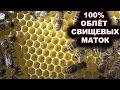 100% облёт свищевых маток.