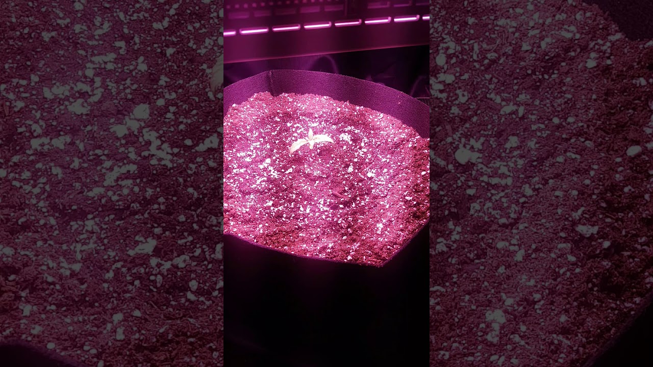 Super Silver Haze grow start up