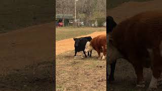 Foxy Can Hold Her Own