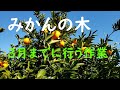 みかんの木3月までに行う剪定作業(夏秋梢の剪定)