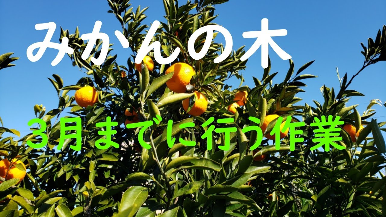 みかんの木3月までに行う剪定作業（夏秋梢の剪定）