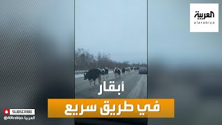 صباح العربية | أخبار بلا سياسة: رقص في شارع ياباني وأبقار في طريق سريع أميركي