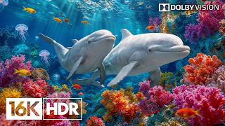 Purest 8K HDR Dolby Vision 120fps | +Relaxation Ambient Music screenshot 1