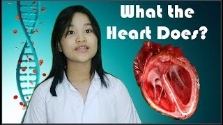 WHAT THE HEART DOES? || Performance Task by Brielle Lopez