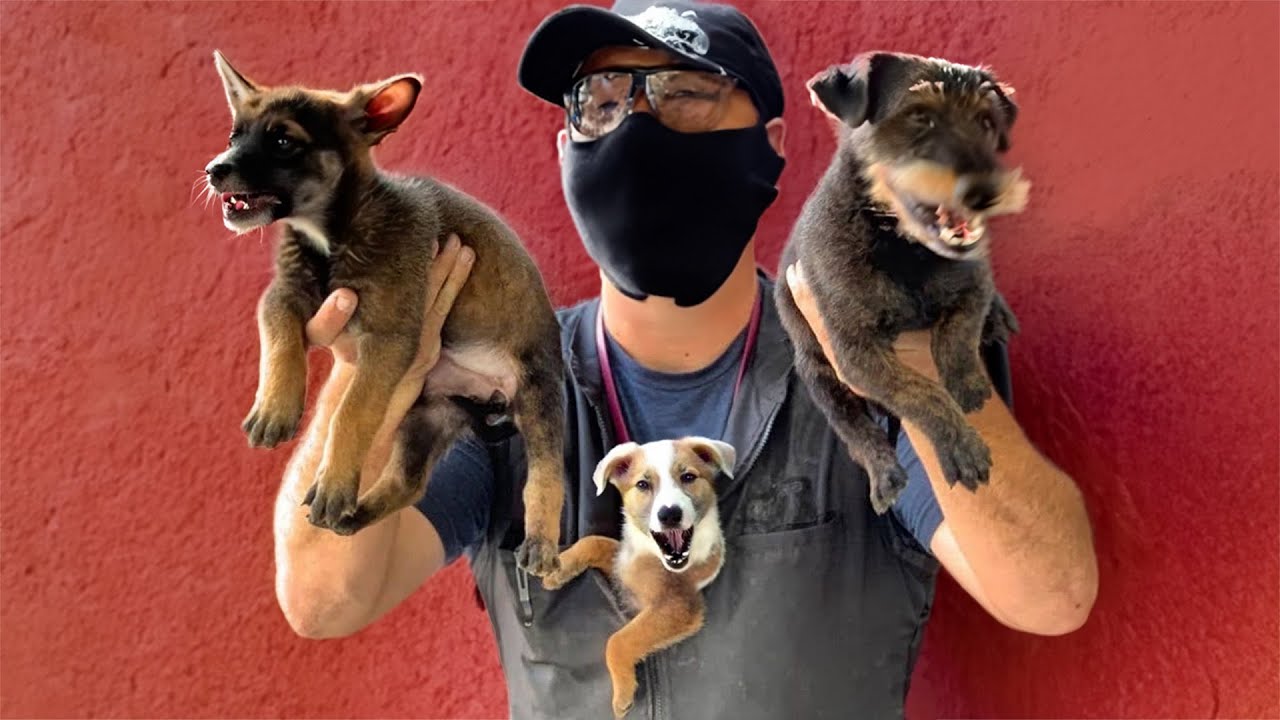 The 10 Superb Small Watchdogs YouTube