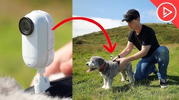 Ultieme huisdierencamera? Insta360 GO 3 testen op mijn hond