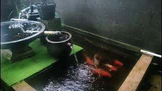 Model kolam ikan koi di pedesaan, cocok untuk pemula