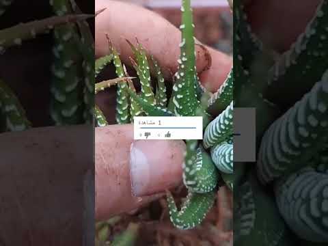 زراعة صبار زيبرا