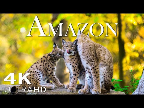 Animals That Call The Jungle Home | Amazon Rainforest Heart Music