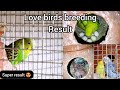 love birds breeding result | Sunday update | Tamil